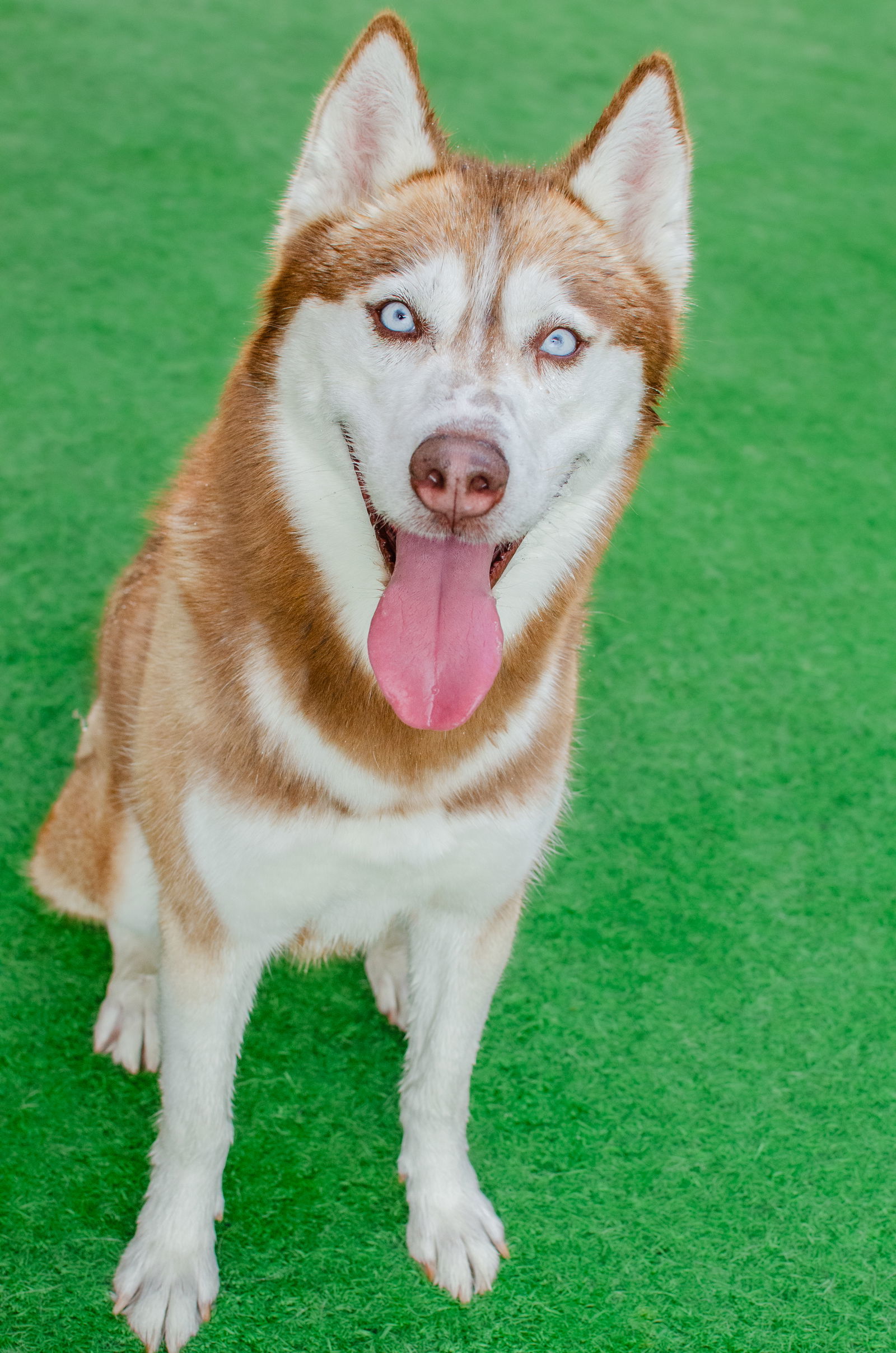 Nieve, an adoptable Siberian Husky, Spitz in Burlingame, CA, 94010 | Photo Image 2