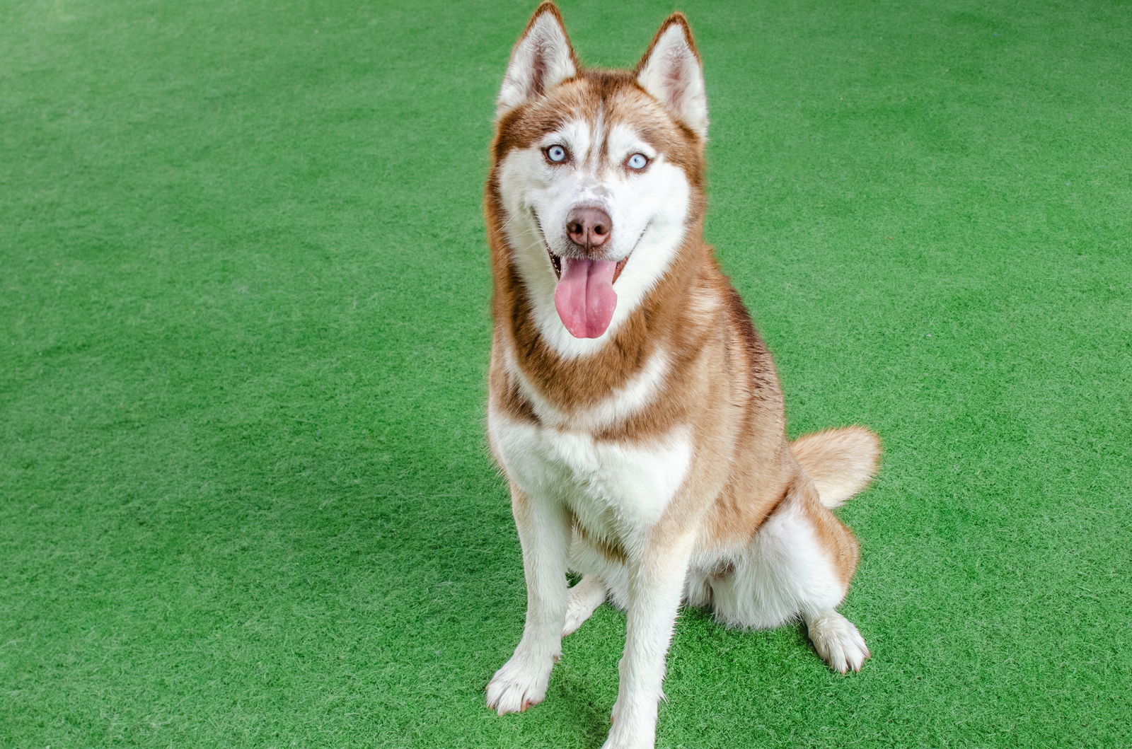 Nieve, an adoptable Siberian Husky, Spitz in Burlingame, CA, 94010 | Photo Image 3