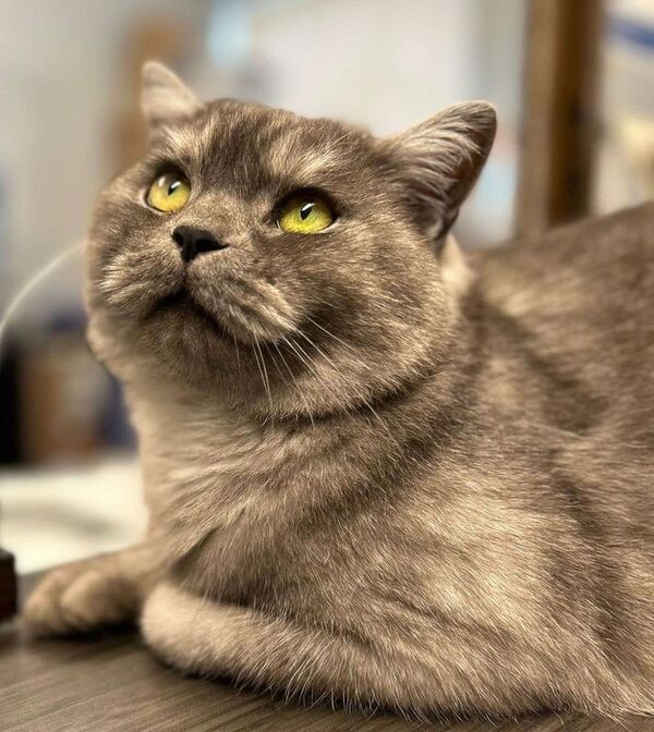 British fashion shorthair petfinder