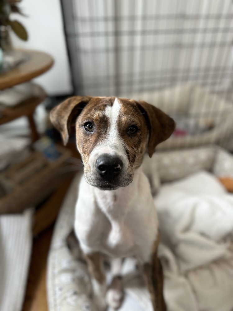 Rudy (Catahoula Duo)