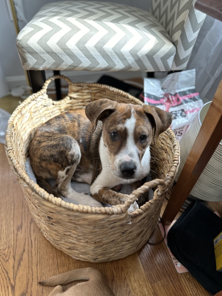 Rudy (Catahoula Duo)