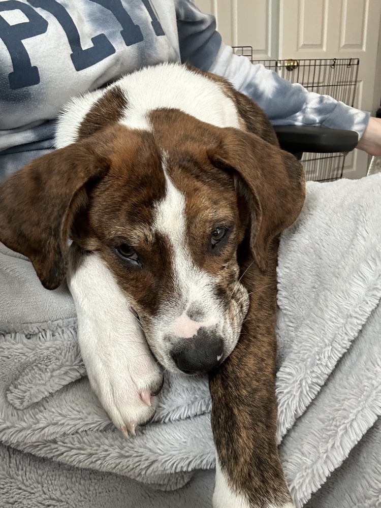 Rudy (Catahoula Duo)