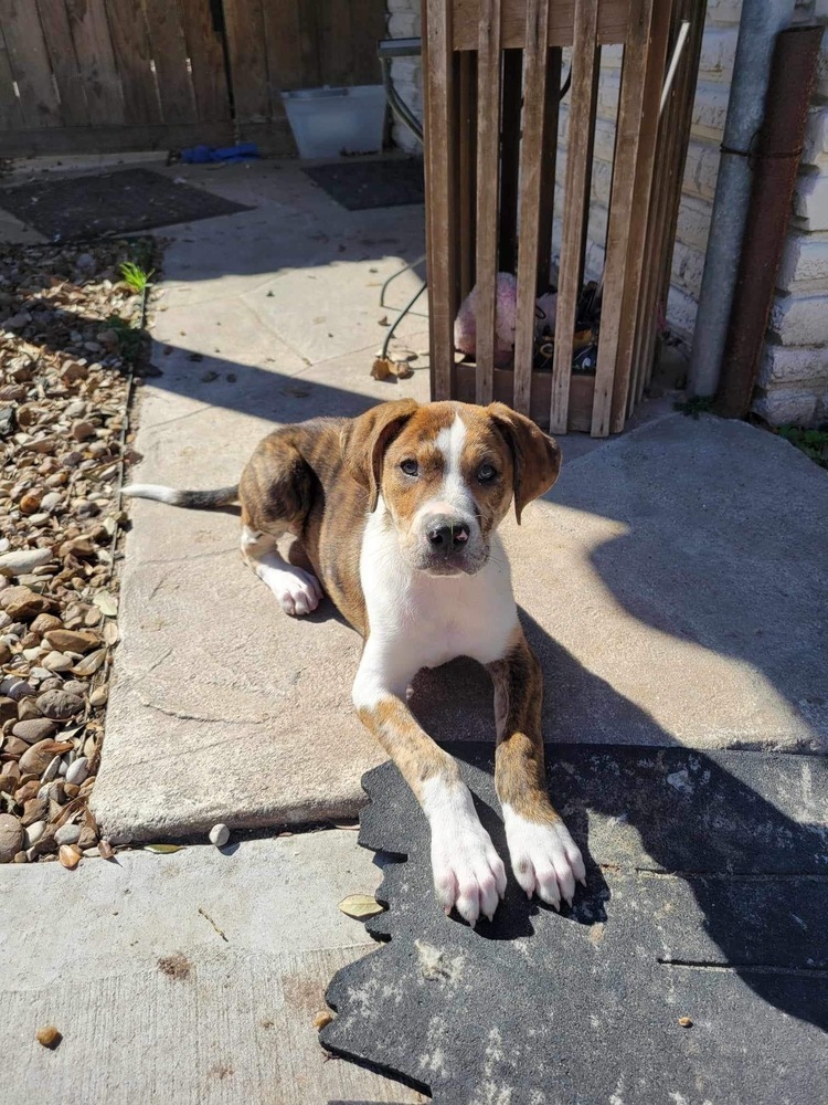 Rudy (Catahoula Duo)