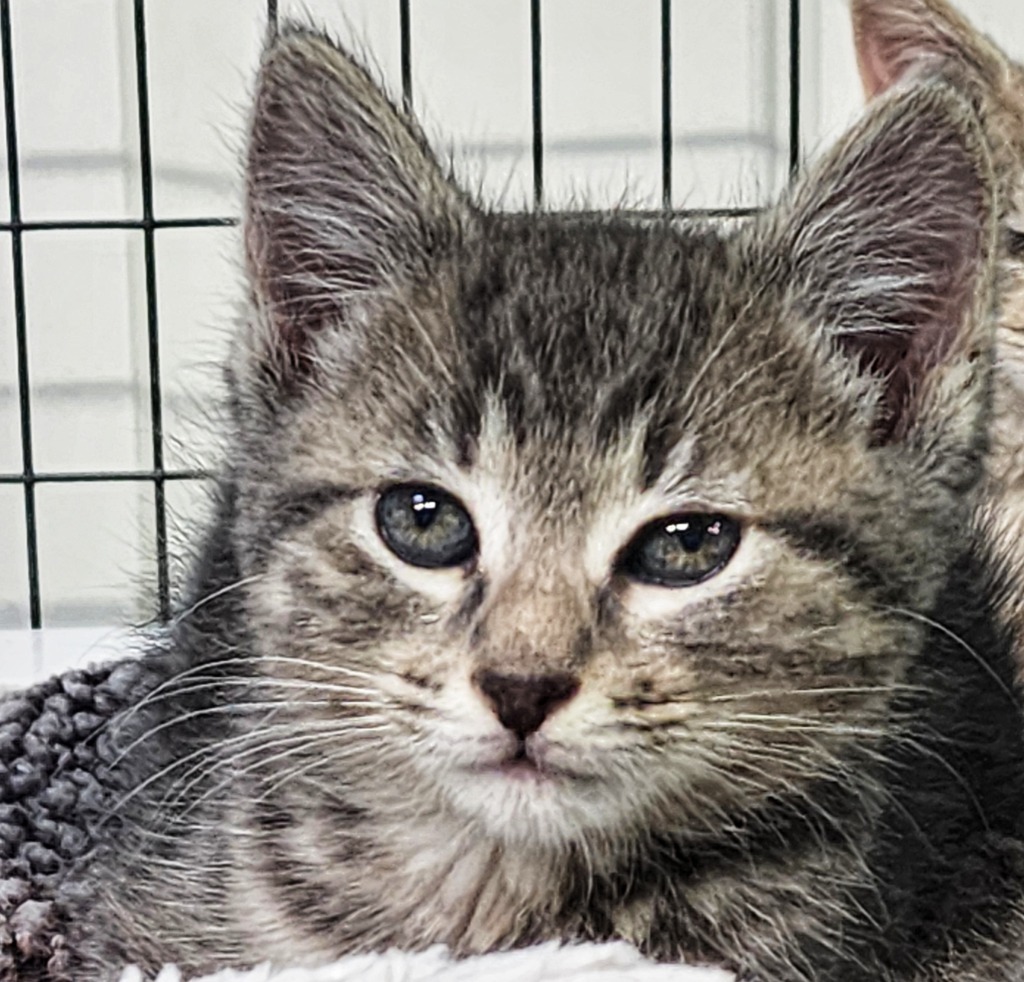 Busybee, an adoptable Domestic Short Hair in Gold Beach, OR, 97444 | Photo Image 1