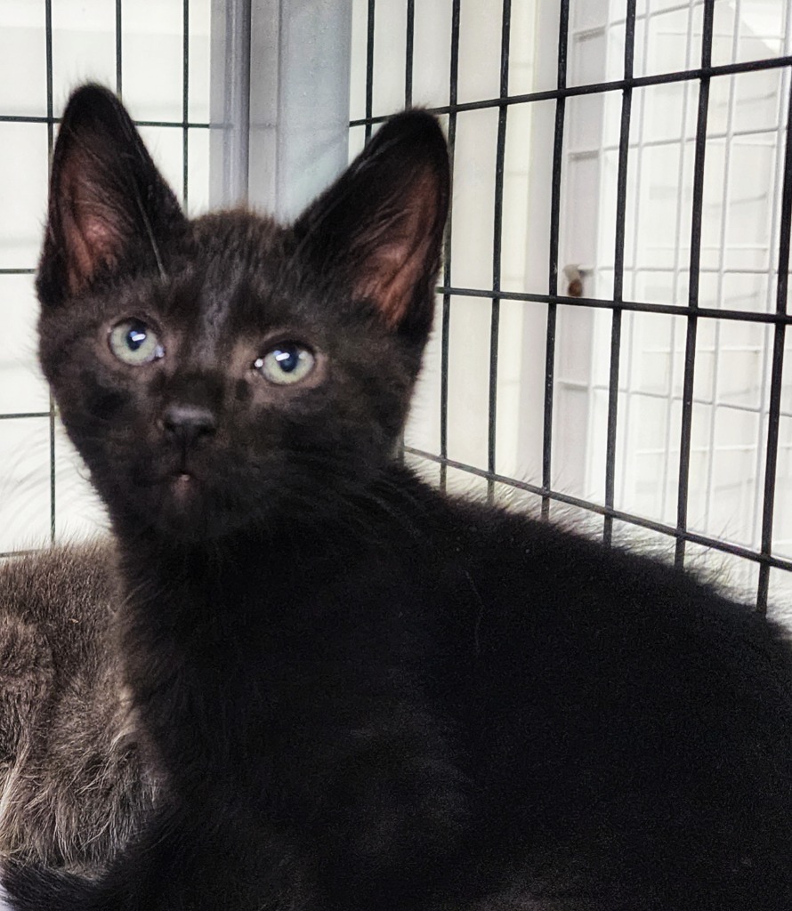 Queen Bee, an adoptable Domestic Short Hair in Gold Beach, OR, 97444 | Photo Image 1