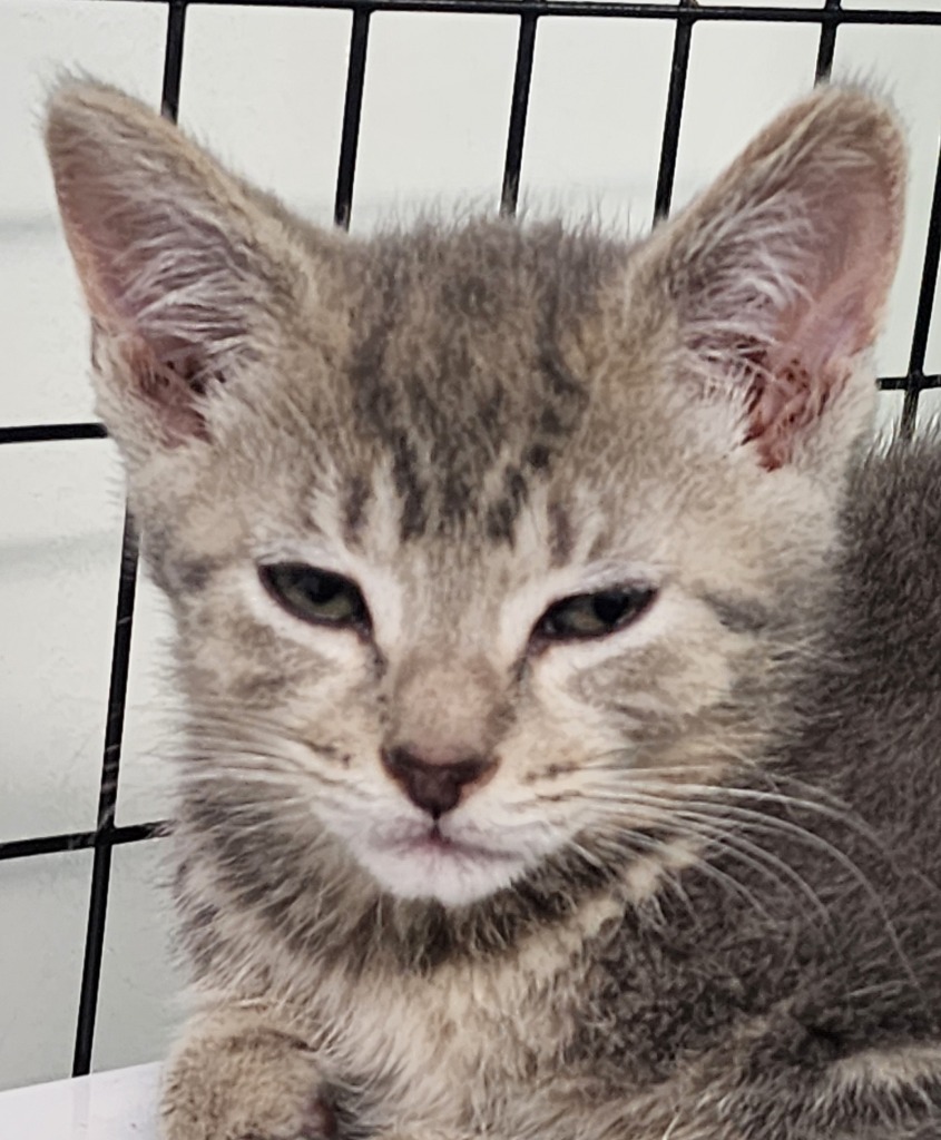 BumbleBee, an adoptable Domestic Short Hair in Gold Beach, OR, 97444 | Photo Image 1