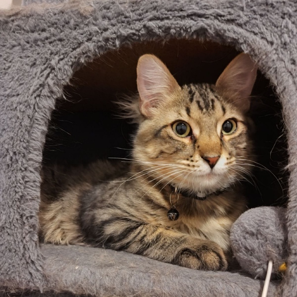 Grey, an adoptable Domestic Short Hair in Bountiful, UT, 84010 | Photo Image 1