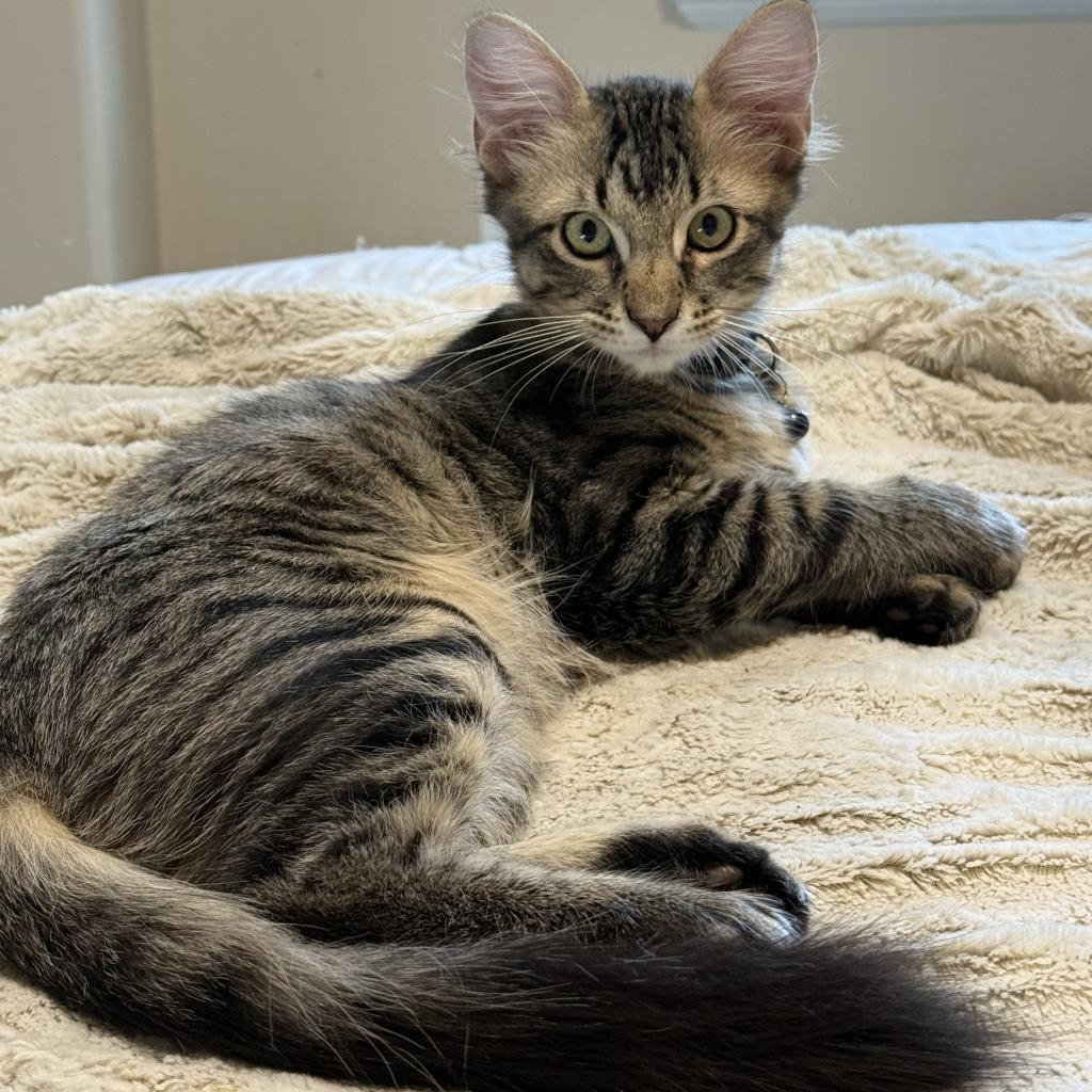 Grey, an adoptable Domestic Short Hair in Bountiful, UT, 84010 | Photo Image 2