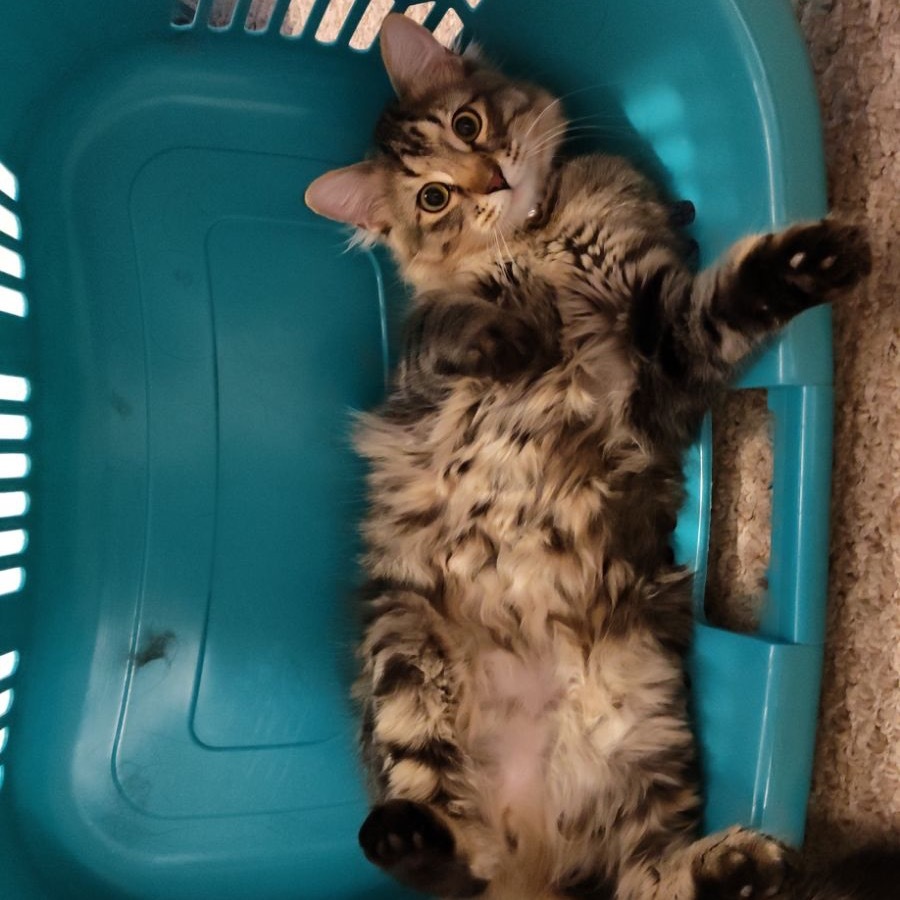 Grey, an adoptable Domestic Short Hair in Bountiful, UT, 84010 | Photo Image 3