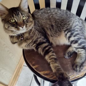 Vinny, Young Male Domestic Short Hair