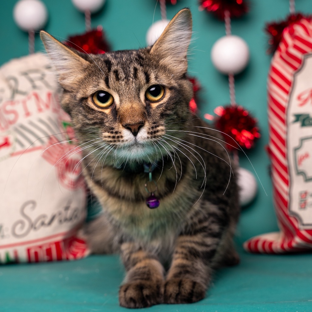 Vinny, an adoptable Domestic Short Hair in Bountiful, UT, 84010 | Photo Image 3