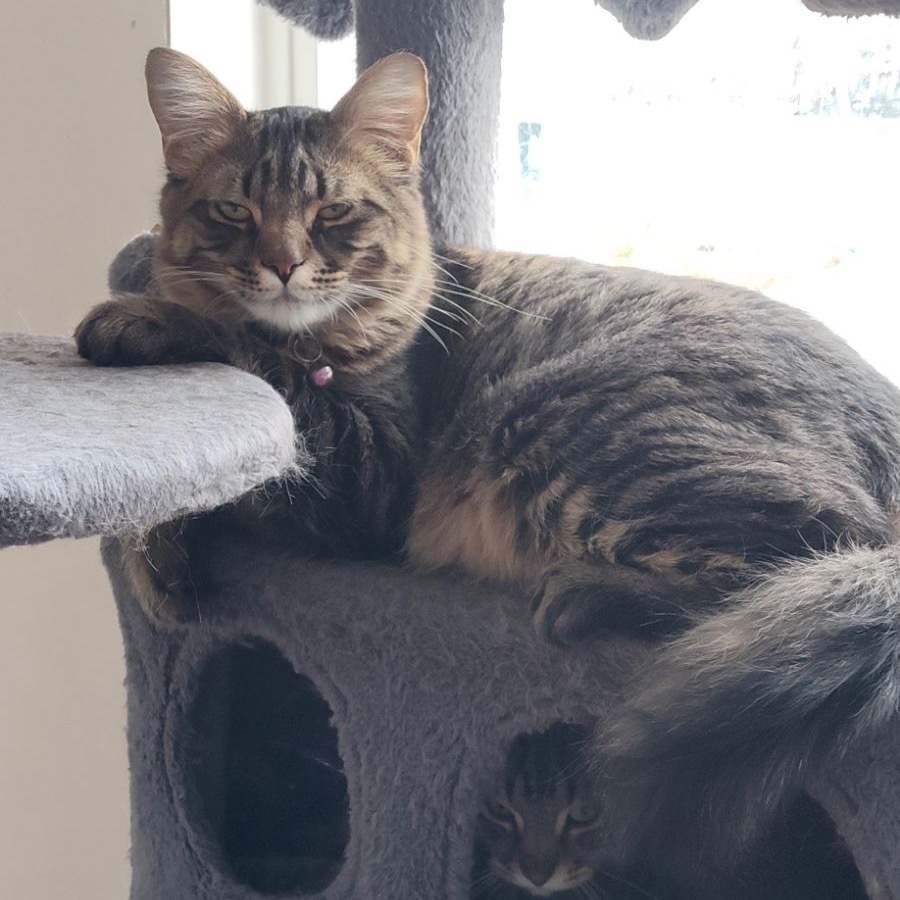 Vinny, an adoptable Domestic Short Hair in Bountiful, UT, 84010 | Photo Image 5