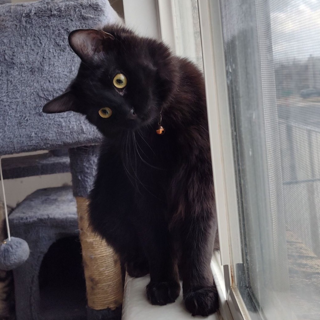 Salem, an adoptable Domestic Short Hair in Bountiful, UT, 84010 | Photo Image 1