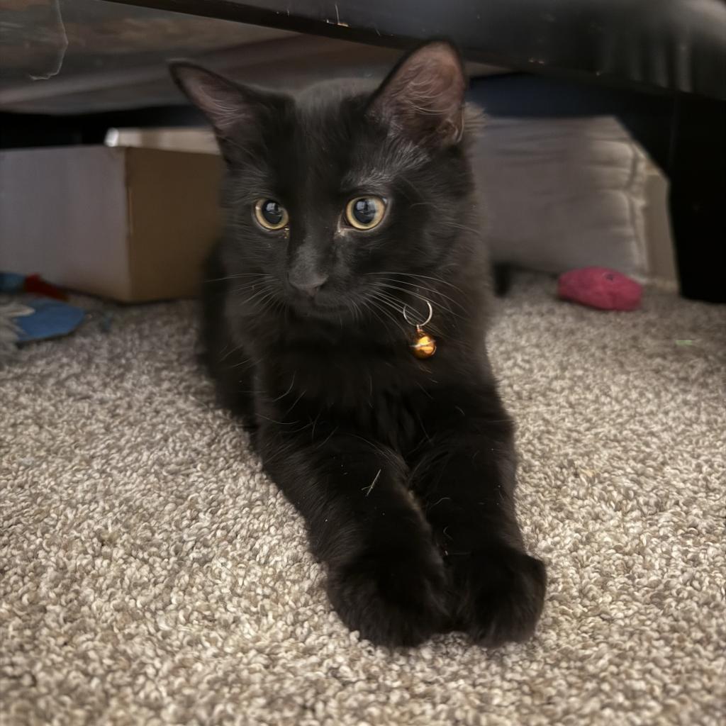 Salem, an adoptable Domestic Short Hair in Bountiful, UT, 84010 | Photo Image 2