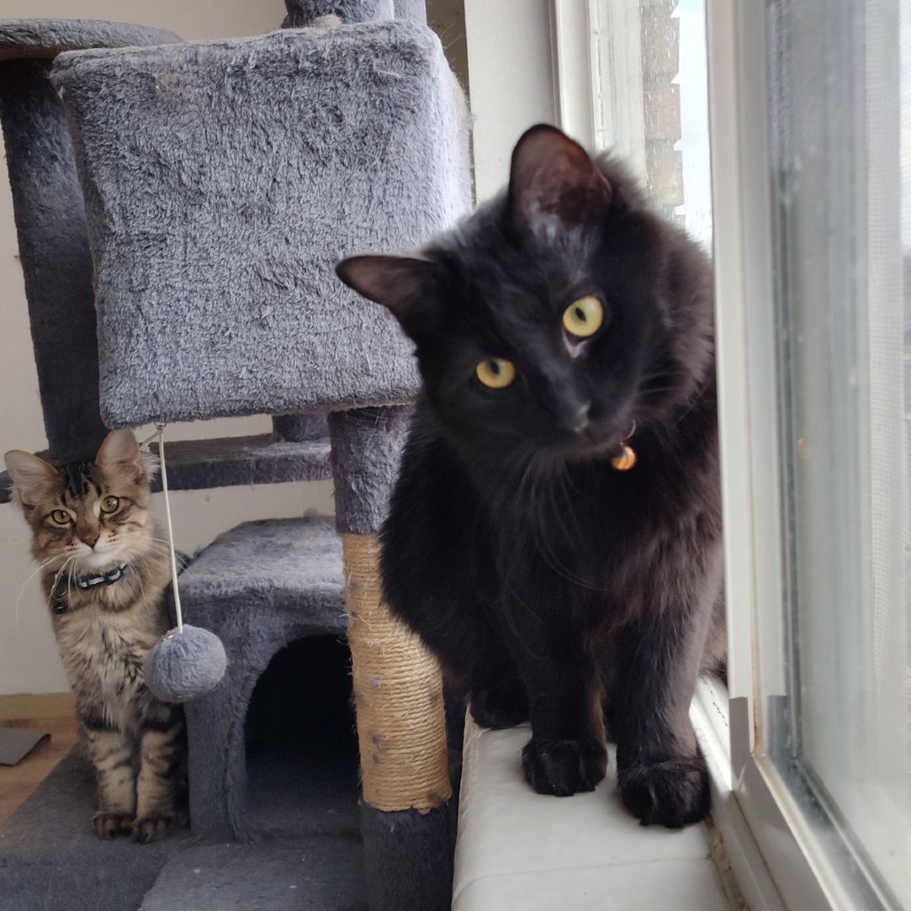 Salem, an adoptable Domestic Short Hair in Bountiful, UT, 84010 | Photo Image 3