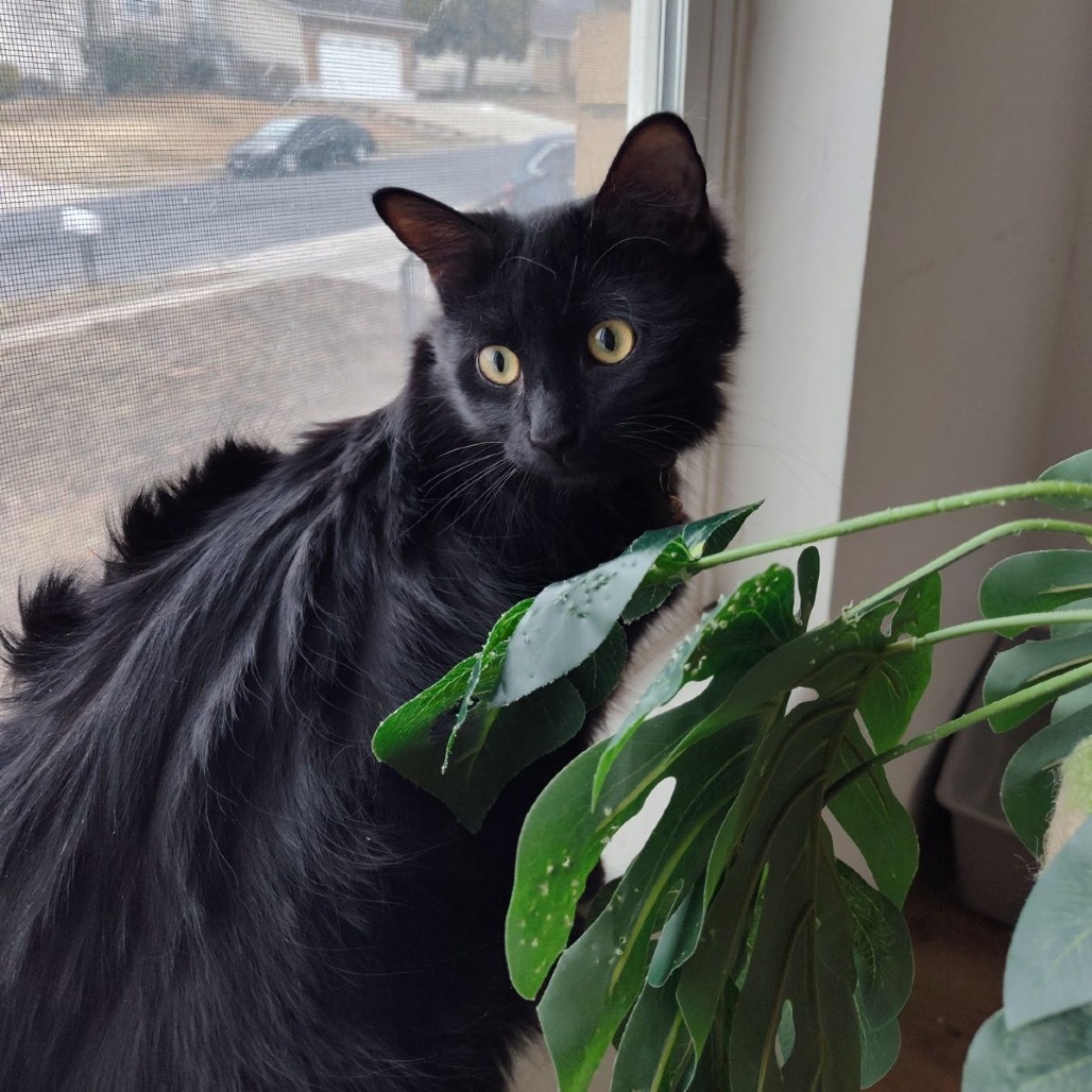 Salem