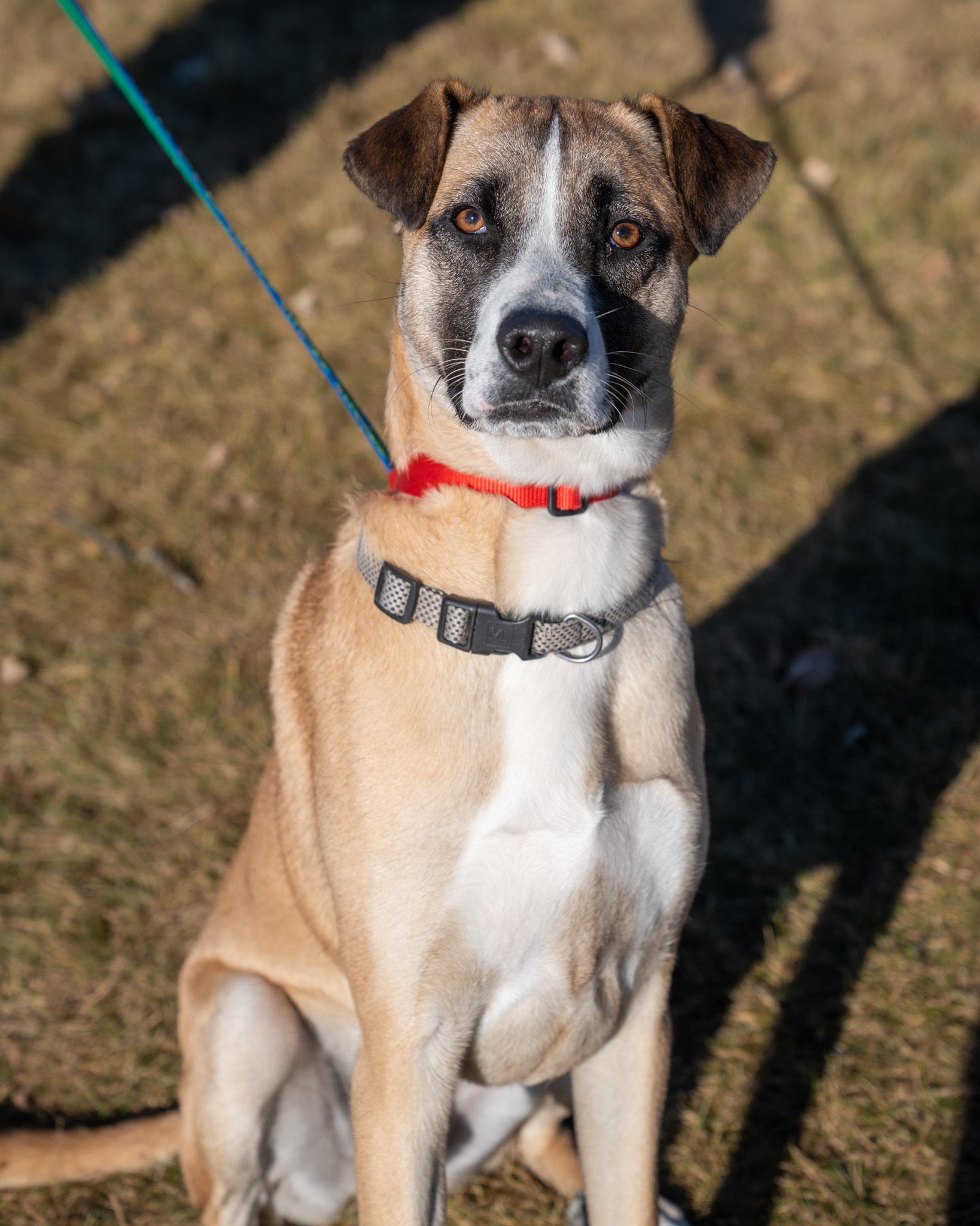 Rocky, an adoptable Anatolian Shepherd, Mixed Breed in Pequot Lakes, MN, 56472 | Photo Image 1