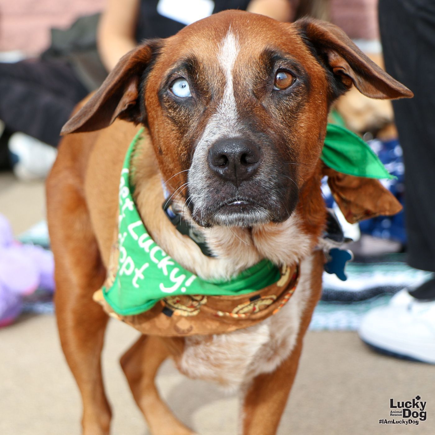 Dog for adoption - Jennie, an Australian Cattle Dog / Blue Heeler in