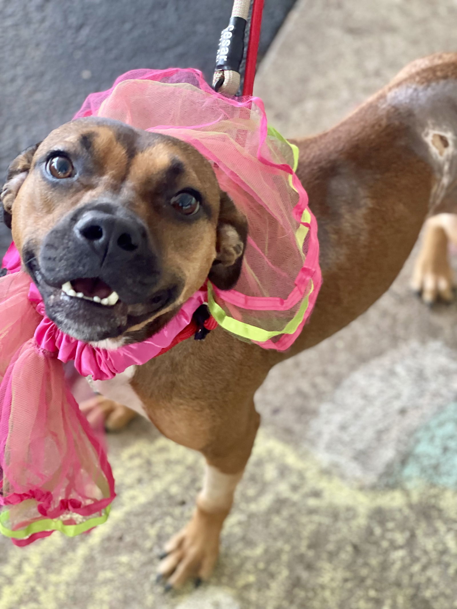 Addie, an adoptable Terrier, Feist in Blackwood, NJ, 08012 | Photo Image 1