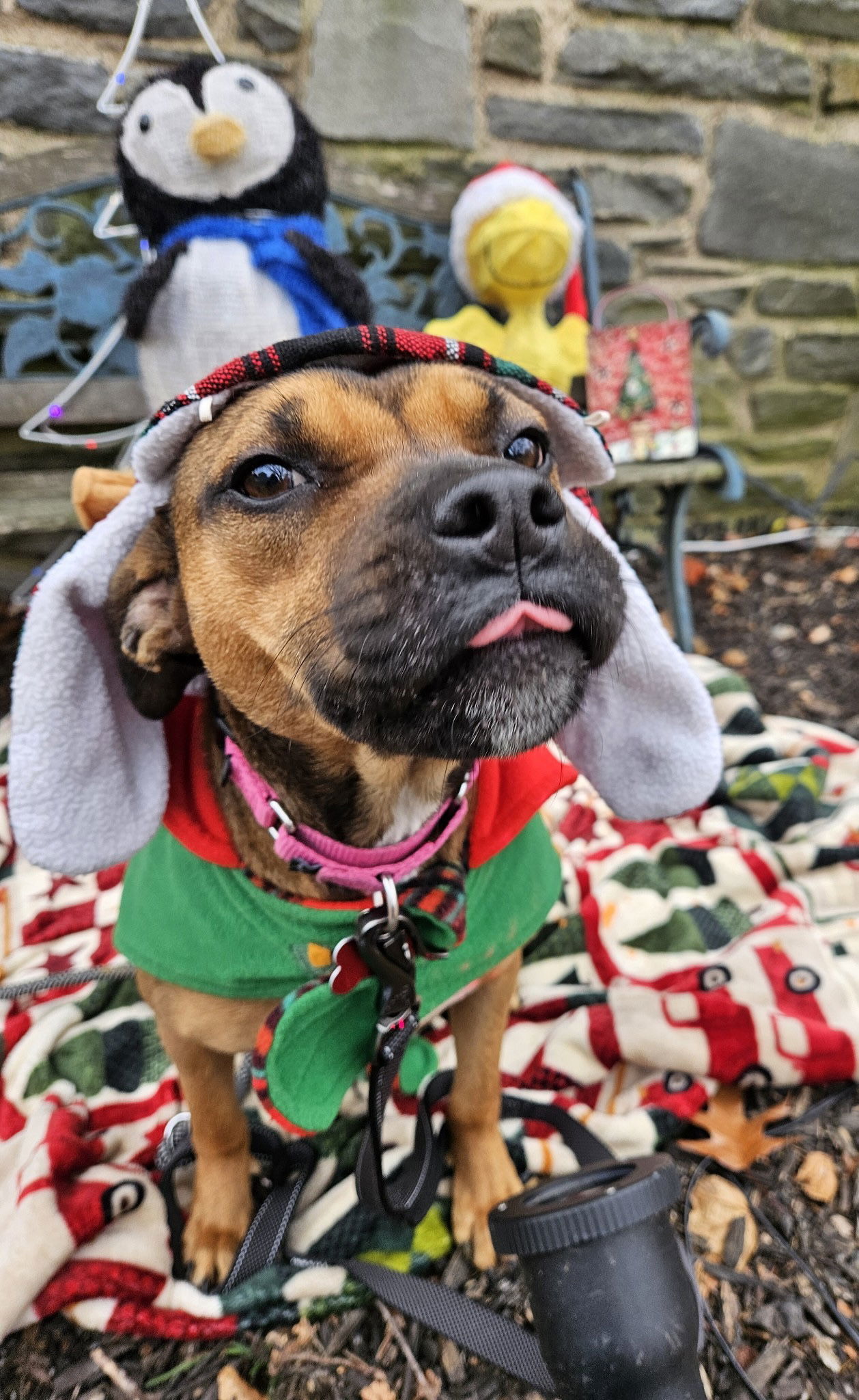 Addie, an adoptable Terrier, Feist in Blackwood, NJ, 08012 | Photo Image 2