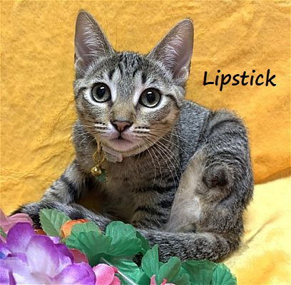 Lipstick #sister-of-Pawdrey Hepburn