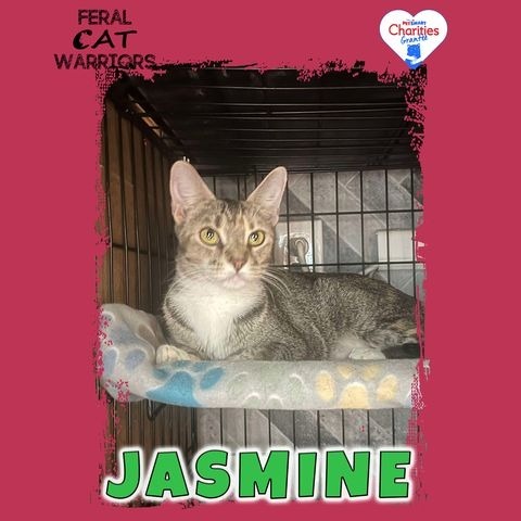 Jasmine, an adoptable Domestic Short Hair in Kingman, AZ, 86401 | Photo Image 1