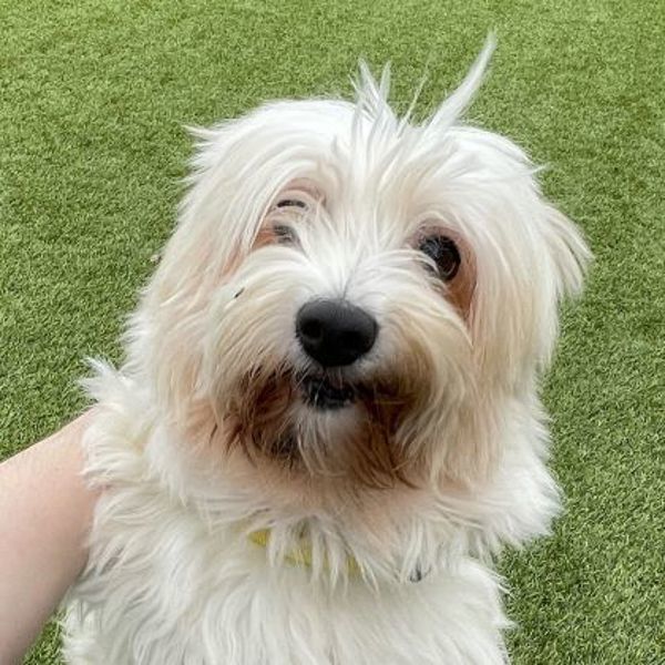 Barbara, an adoptable Havanese in Oakville, ON, L6J 7S8 | Photo Image 1