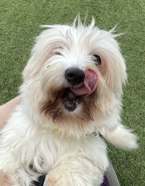 Barbara, an adoptable Havanese in Oakville, ON, L6J 7S8 | Photo Image 2