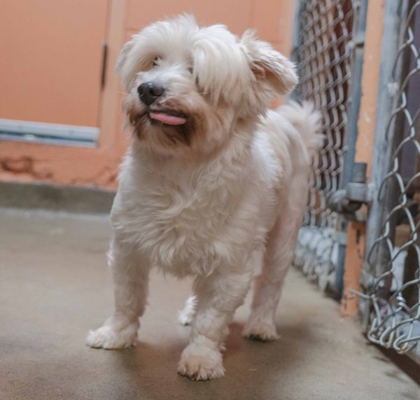 Barbara, an adoptable Havanese in Oakville, ON, L6J 7S8 | Photo Image 3