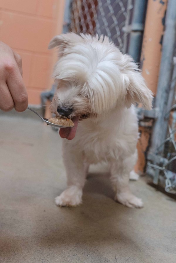 Barbara, an adoptable Havanese in Oakville, ON, L6J 7S8 | Photo Image 4