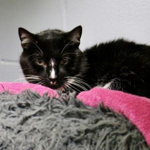 Izzy, Senior Male Domestic Short Hair