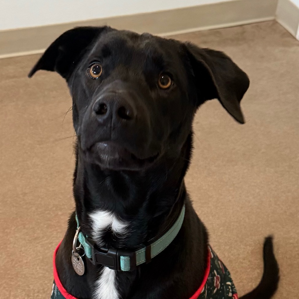 George, an adoptable Mixed Breed in Cedaredge, CO, 81413 | Photo Image 1