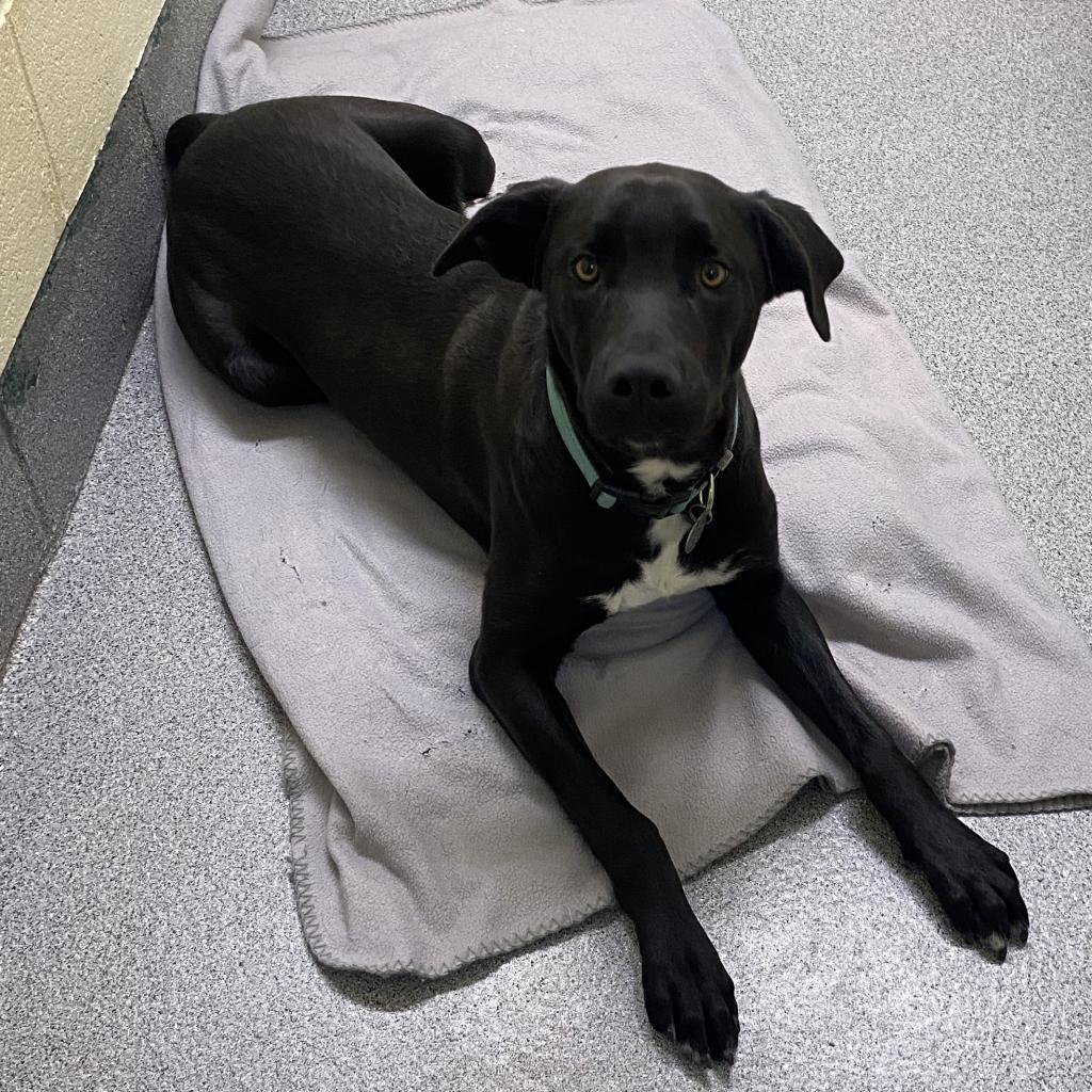 George, an adoptable Mixed Breed in Cedaredge, CO, 81413 | Photo Image 2
