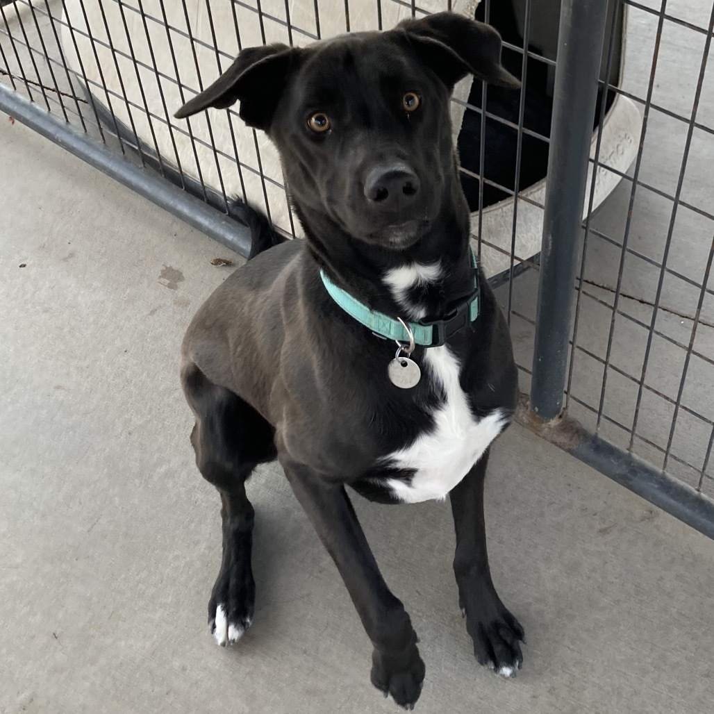 George, an adoptable Mixed Breed in Cedaredge, CO, 81413 | Photo Image 3