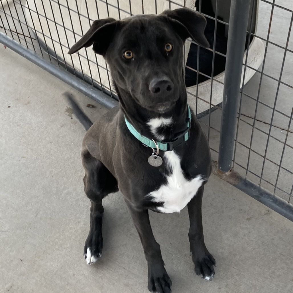 George, an adoptable Mixed Breed in Cedaredge, CO, 81413 | Photo Image 4