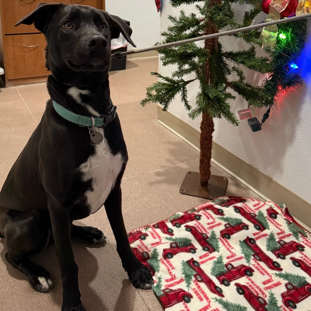 George, an adoptable Mixed Breed in Cedaredge, CO, 81413 | Photo Image 6