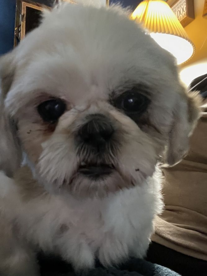 Shih Tzu - Marge