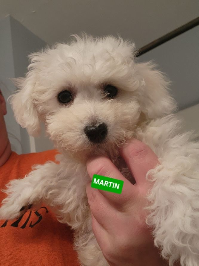 Bichon- Martin