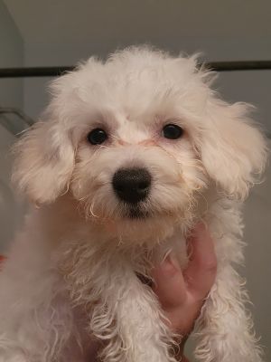 Bichon- Berra