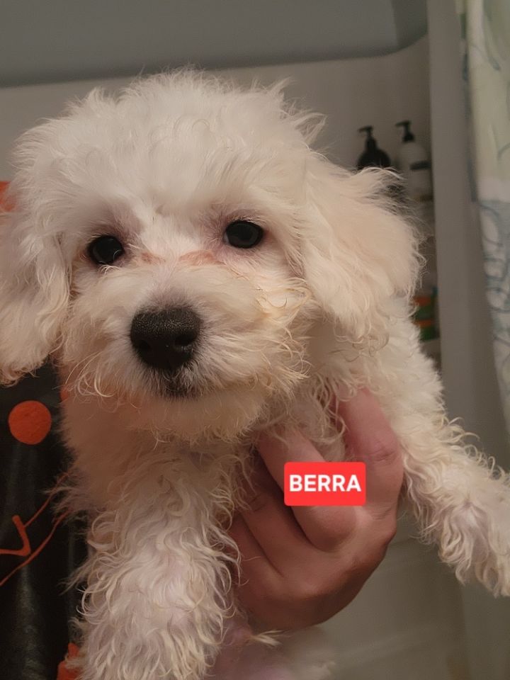 Bichon- Berra 2