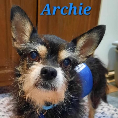 Archie 4