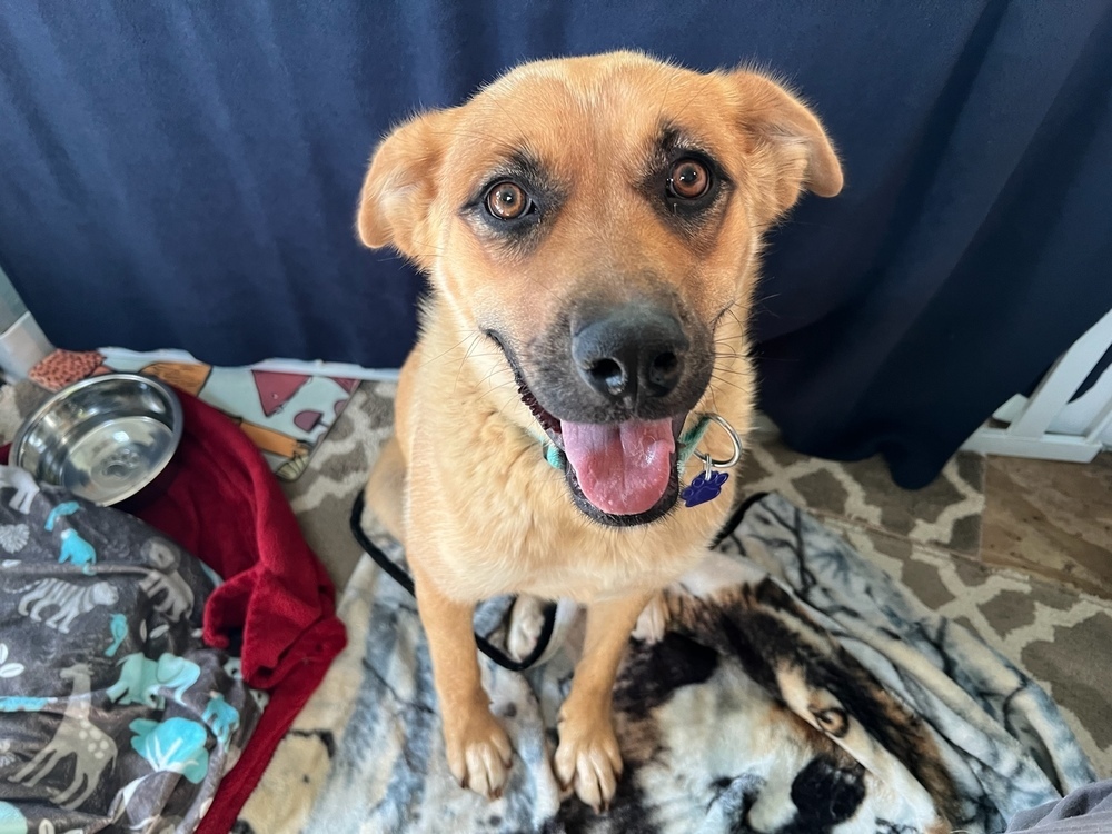 Leila, an adoptable Shepherd, Leonberger in Fort Lupton, CO, 80621 | Photo Image 1