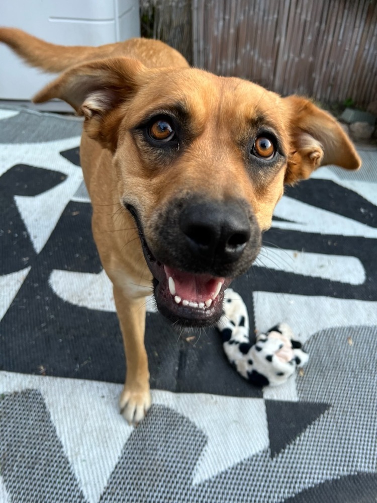 Leila, an adoptable Shepherd, Leonberger in Fort Lupton, CO, 80621 | Photo Image 3