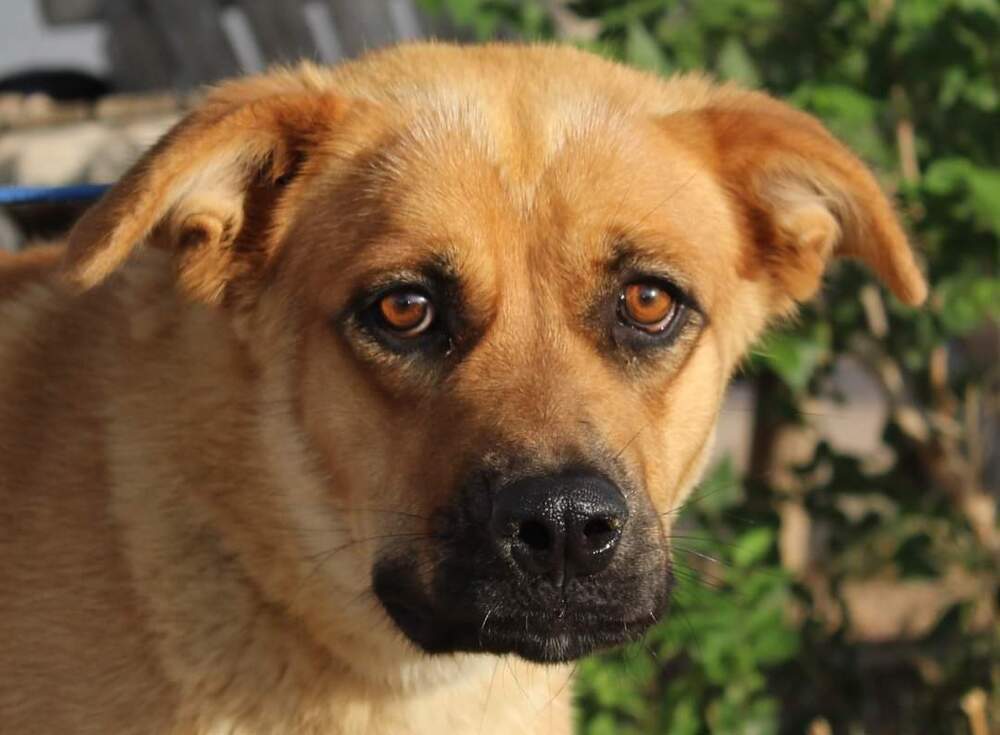 Leila, an adoptable Shepherd, Leonberger in Fort Lupton, CO, 80621 | Photo Image 5