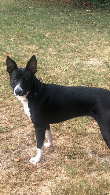 Tigger, an adoptable Border Collie in McArthur, CA, 96056 | Photo Image 1