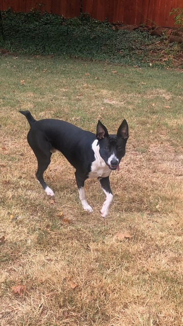 Tigger, an adoptable Border Collie in McArthur, CA, 96056 | Photo Image 2