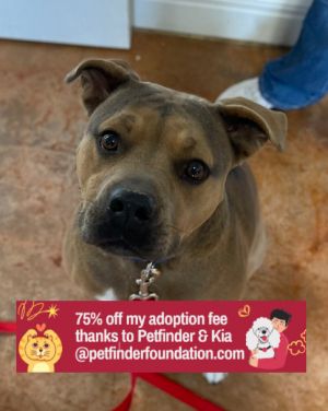 Susie, Adult Female Boxer