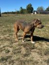 Susie photo 5