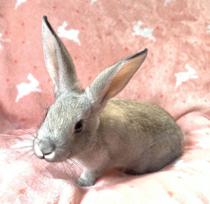 Rabbit for adoption Braeburn, a New Zealand Mix in Westford, MA