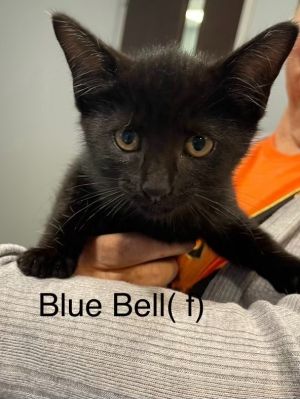 BLUE BELL kitten (f)